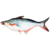 PANGASH FISH
